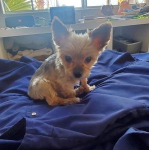 Meet your Posher, Shannon